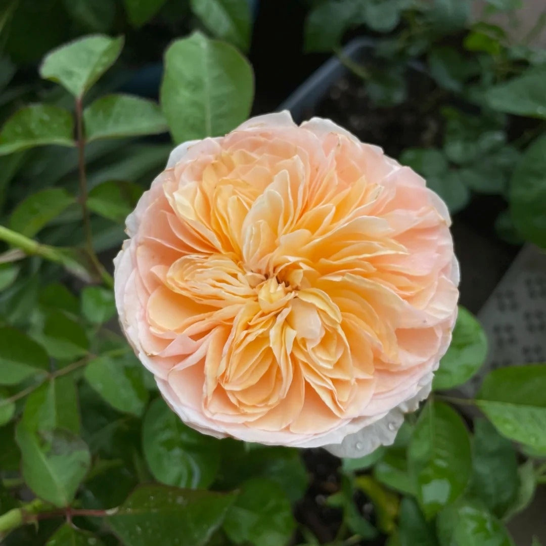 Imagine Rose