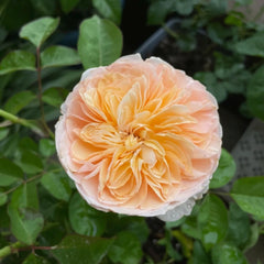 Imagine Rose
