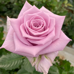 Indigo Rose