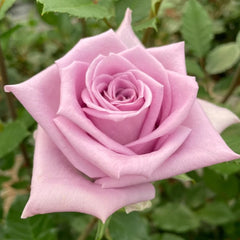 Indigo Rose