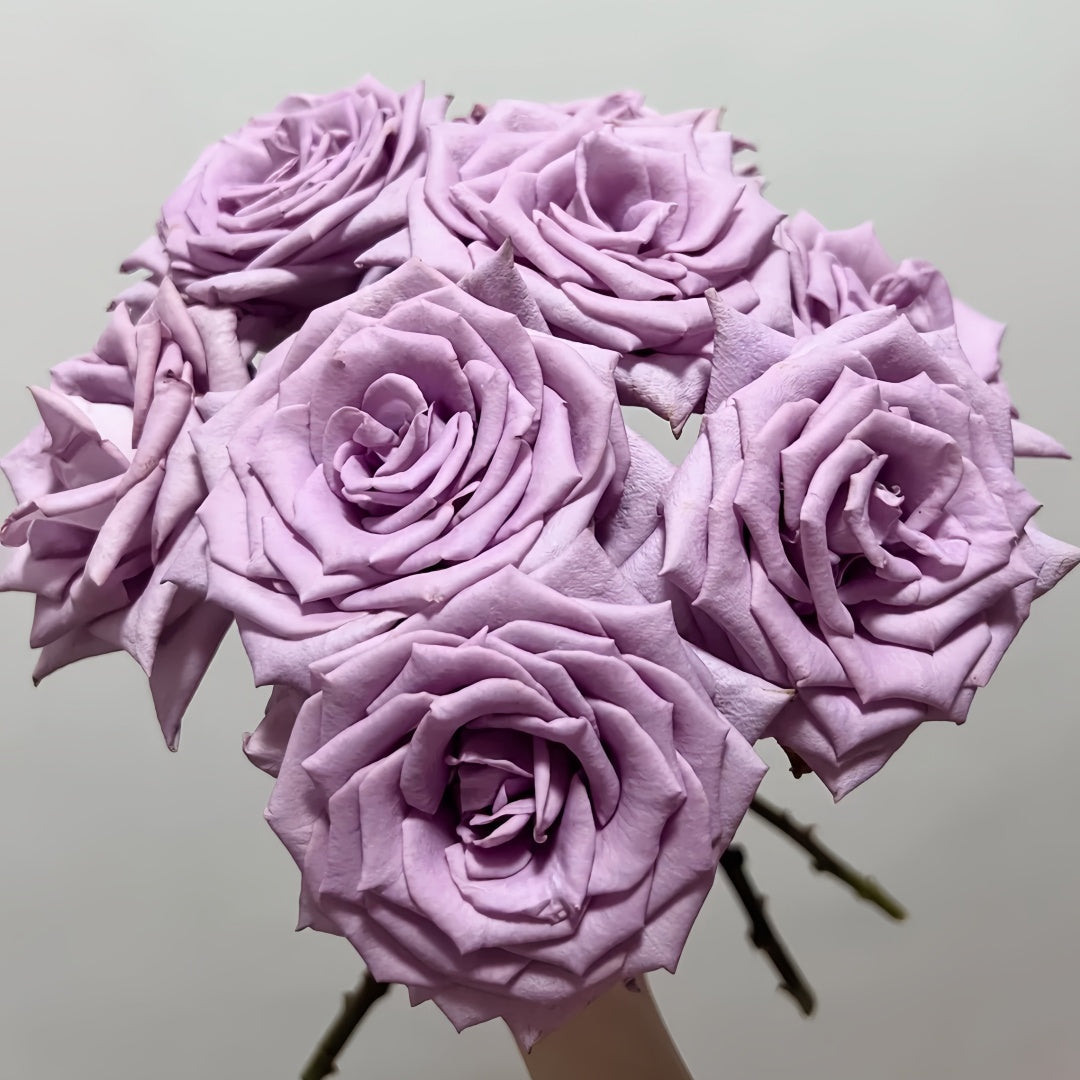 Indigo Rose