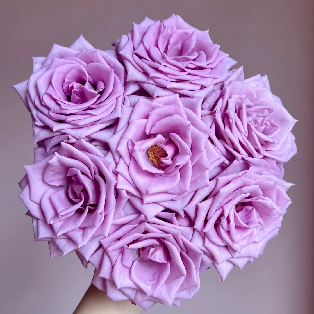 Indigo Rose