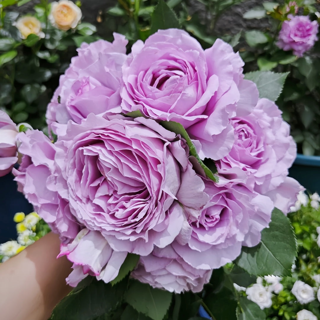 Indigo Rose