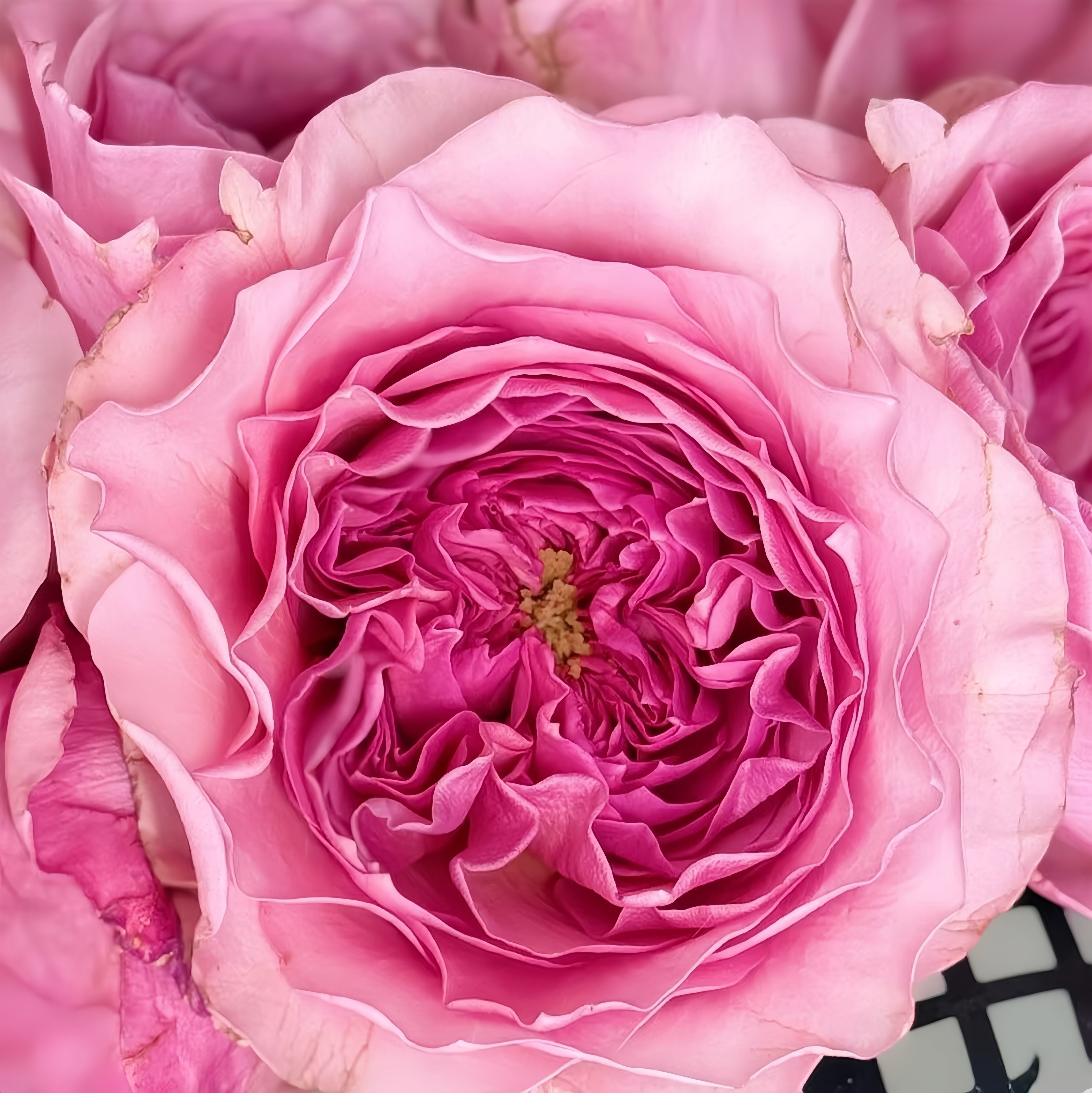 Indigo Rose