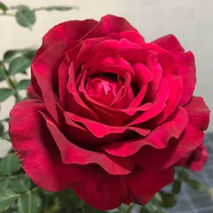 Janice kellogg Rose
