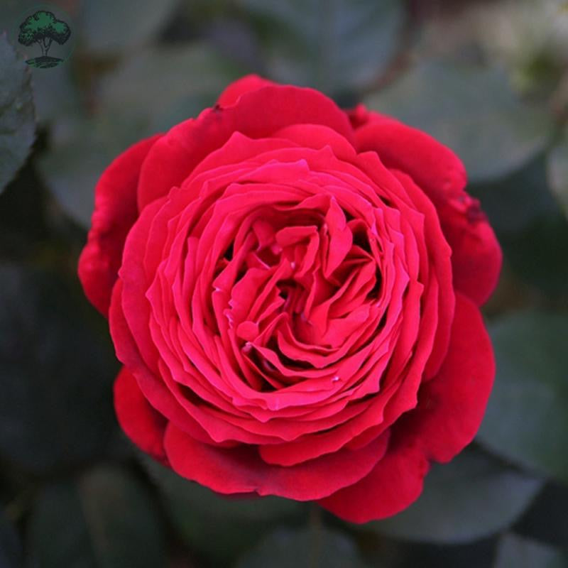 Janice kellogg Rose