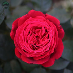 Janice kellogg Rose