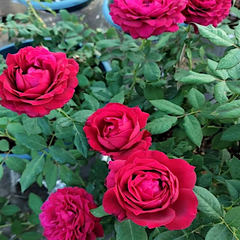 Janice kellogg Rose