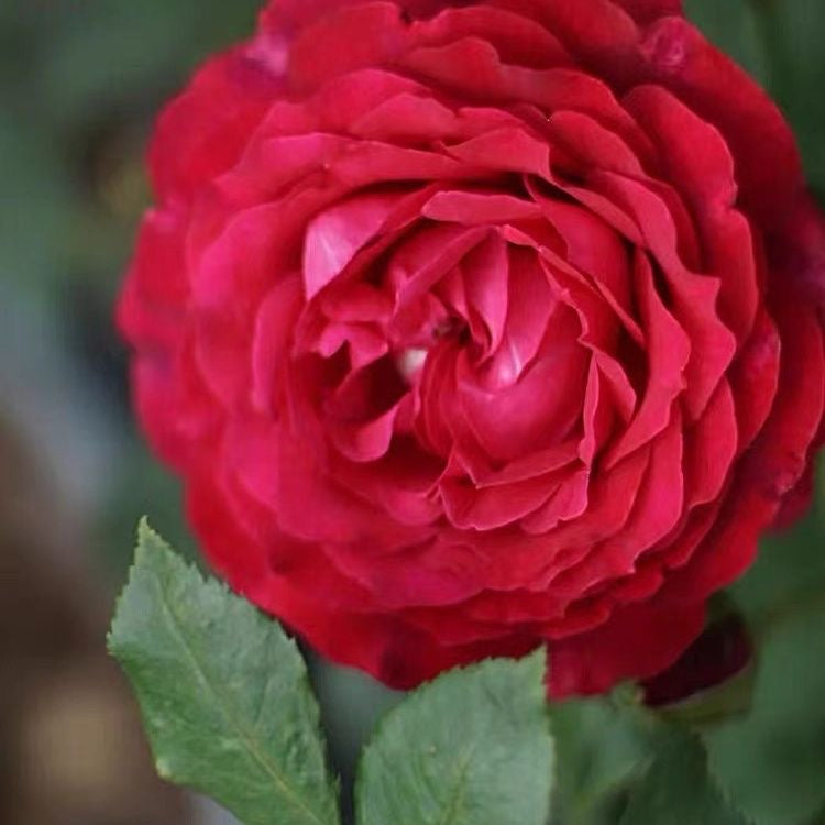 Janice kellogg Rose
