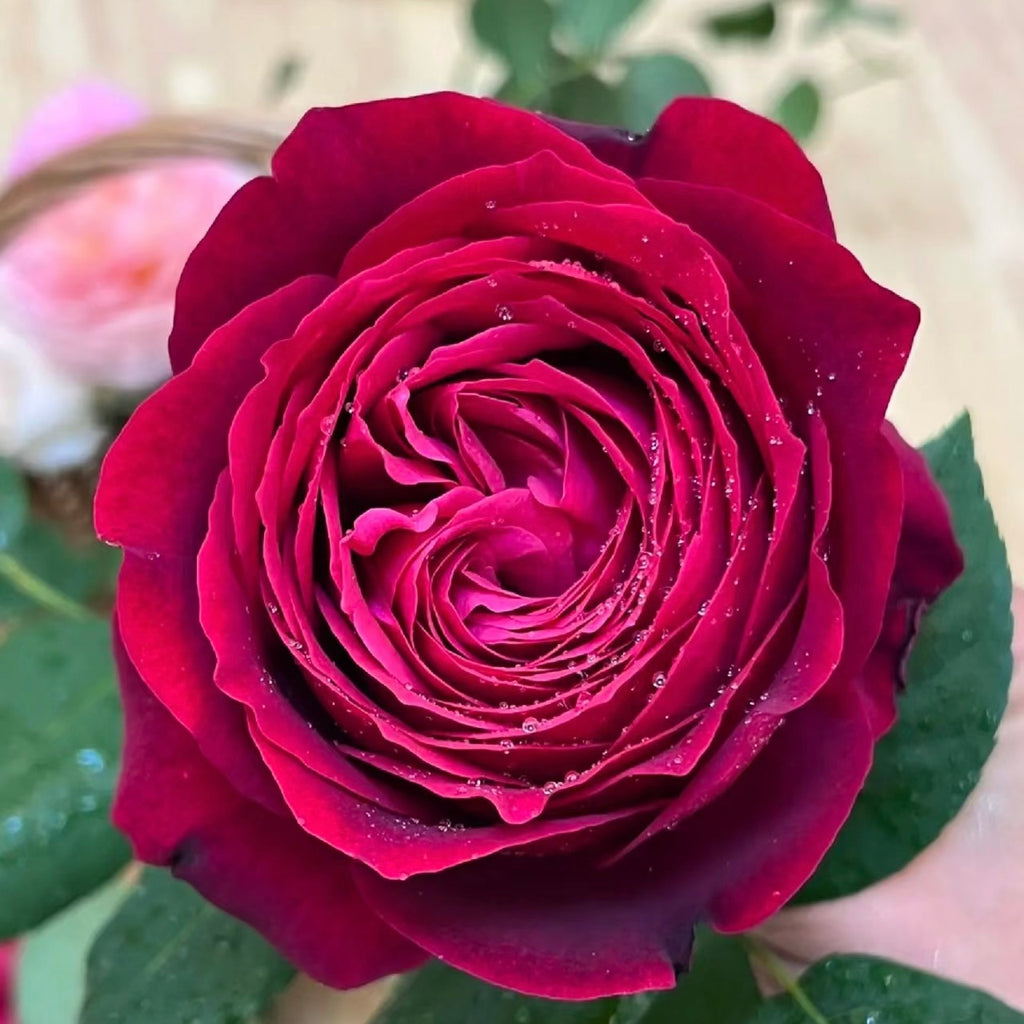 Janice_kellogg_Rose_1024x1024.