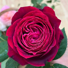 Janice kellogg Rose