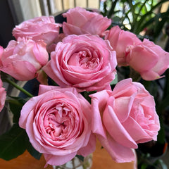 Jean De La Fontaine rose