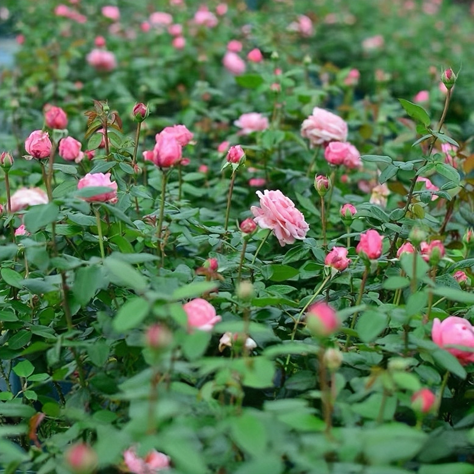 Jean De La Fontaine rose