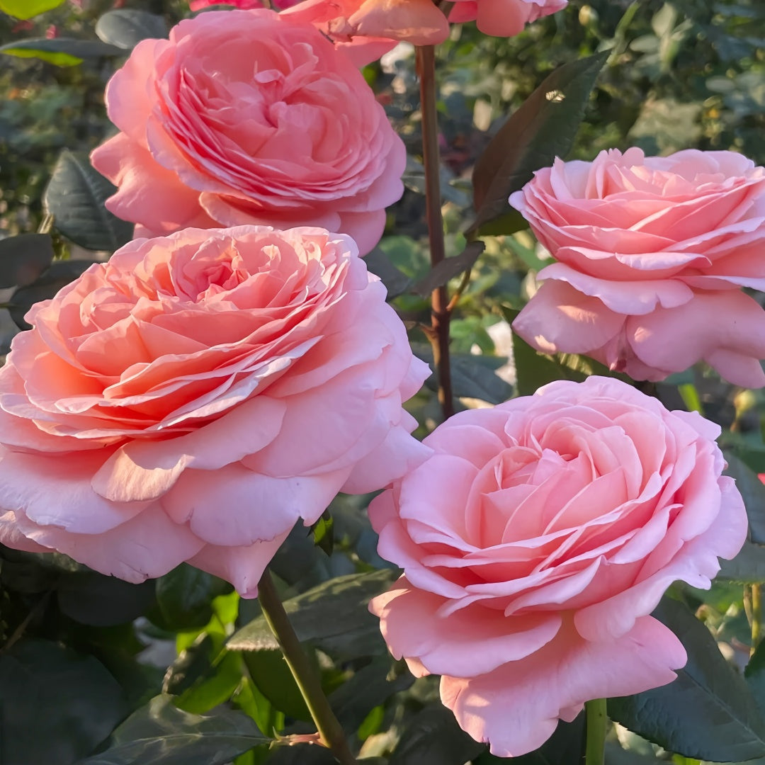 Jean De La Fontaine rose