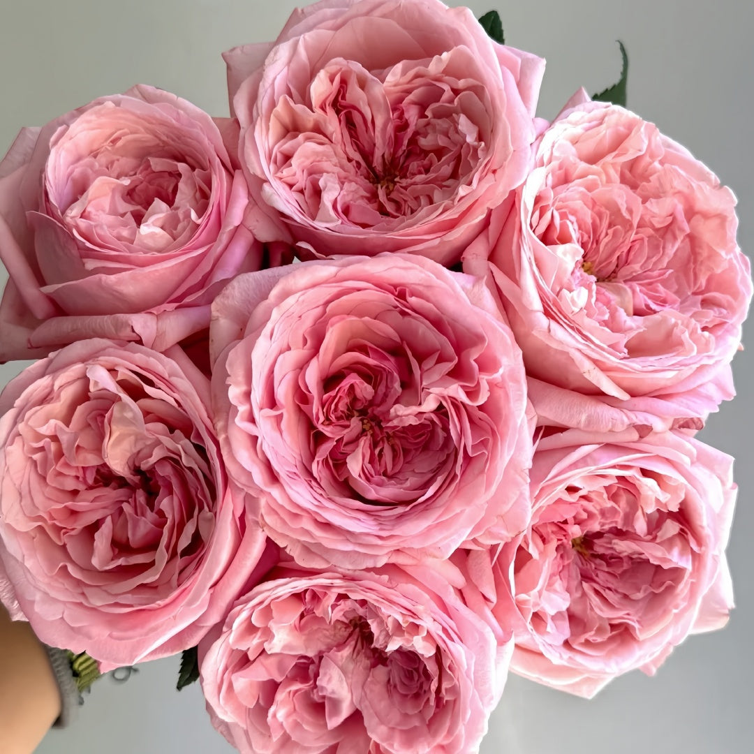 Jean De La Fontaine rose