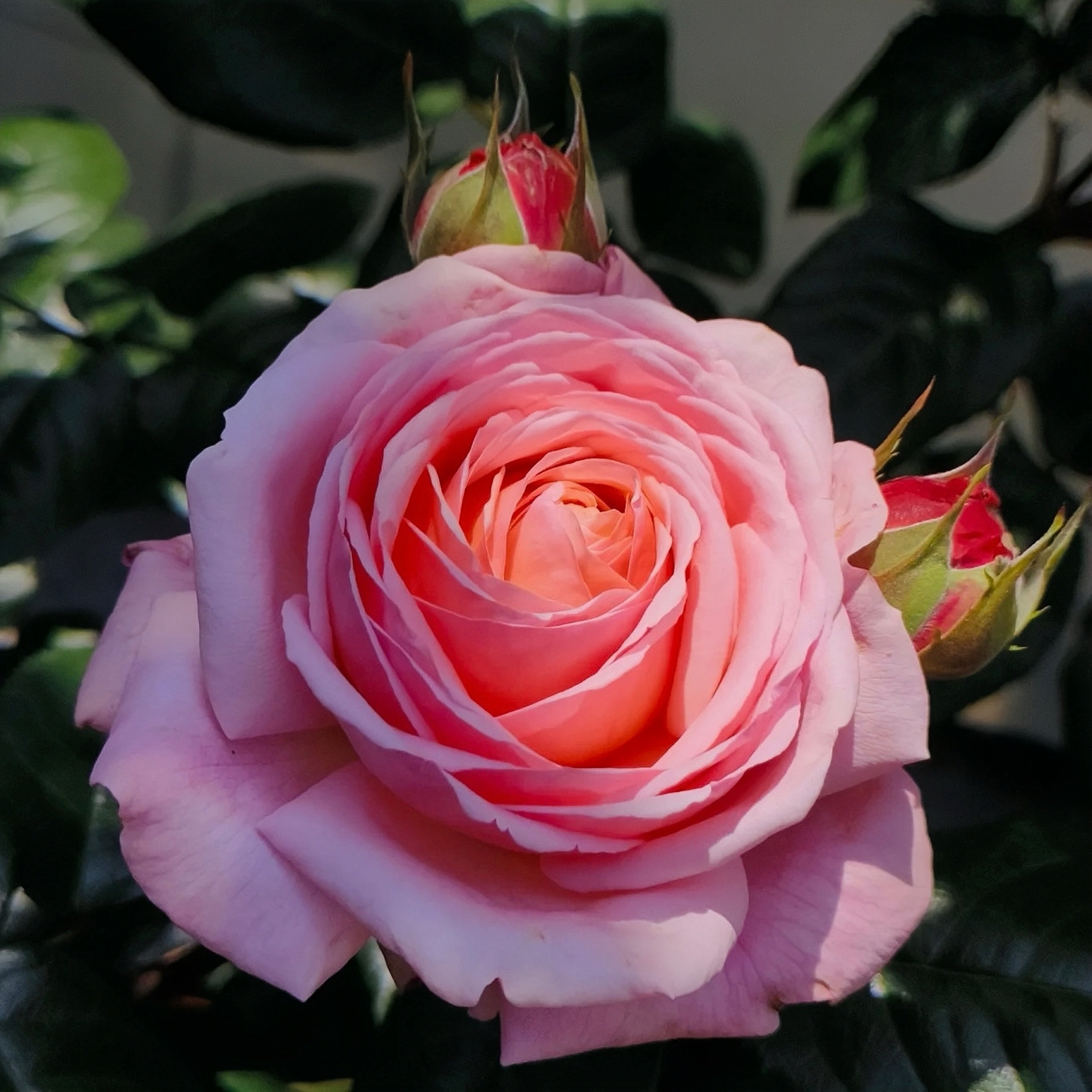 Jean De La Fontaine rose