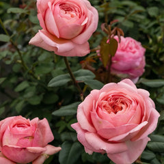 Jean De La Fontaine rose