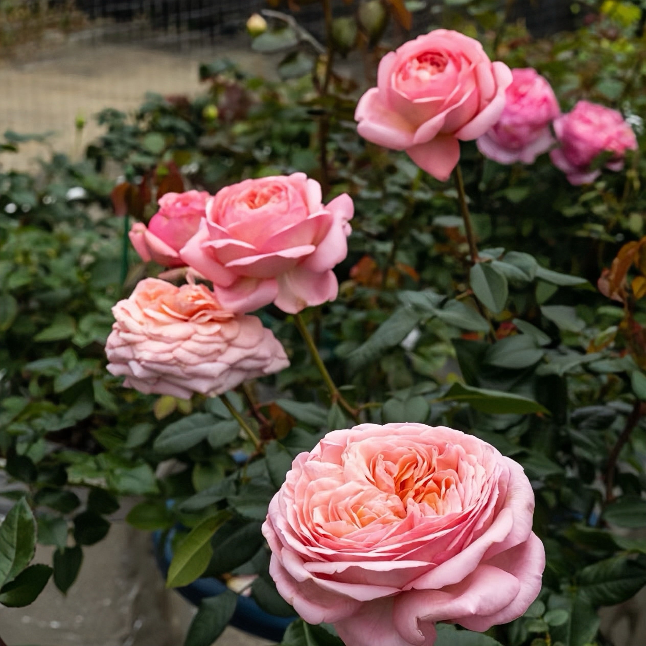 Jean De La Fontaine rose
