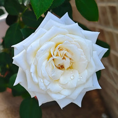 Jeanne Moreau Rose