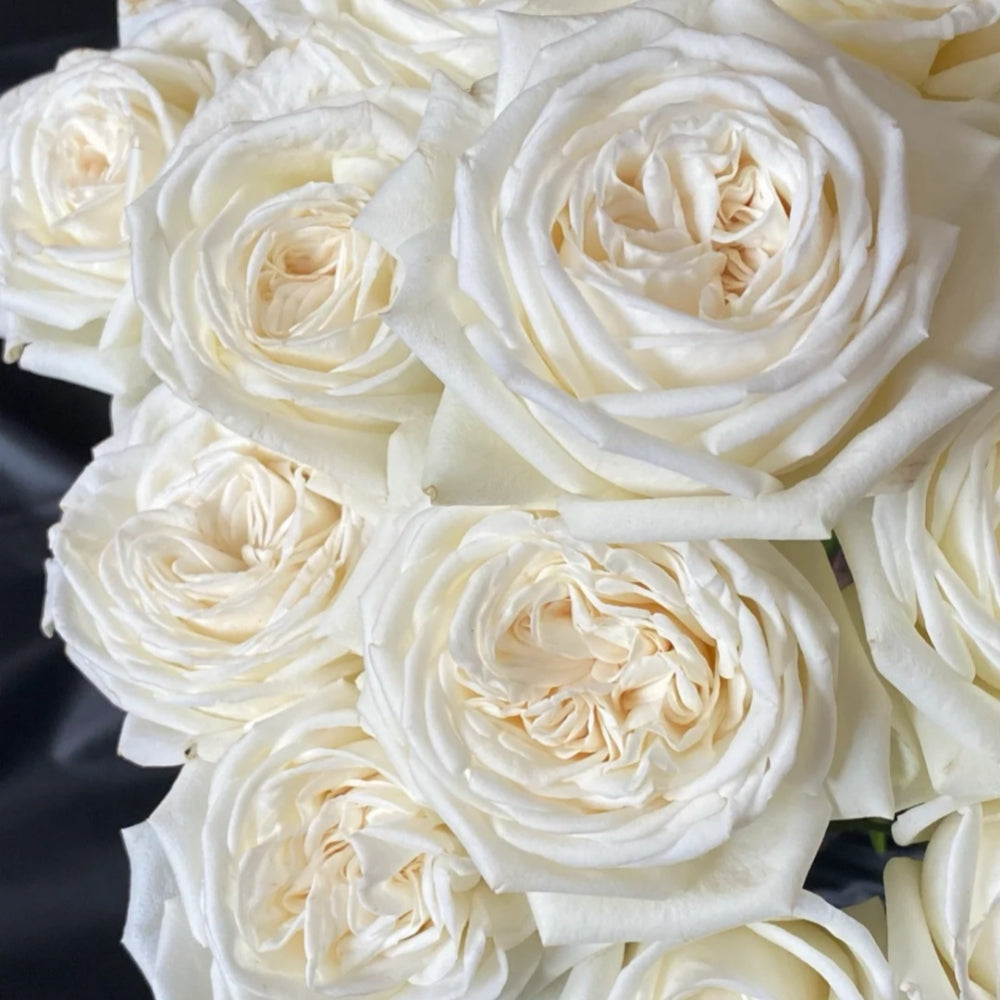 Jeanne Moreau Rose