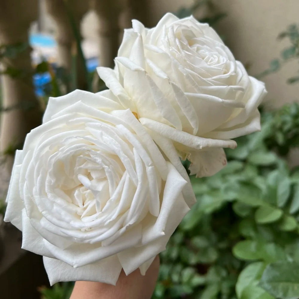 Jeanne Moreau Rose