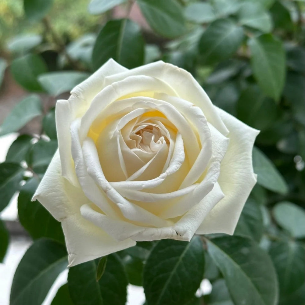 Jeanne Moreau Rose