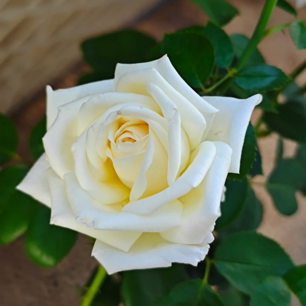 Jeanne Moreau Rose