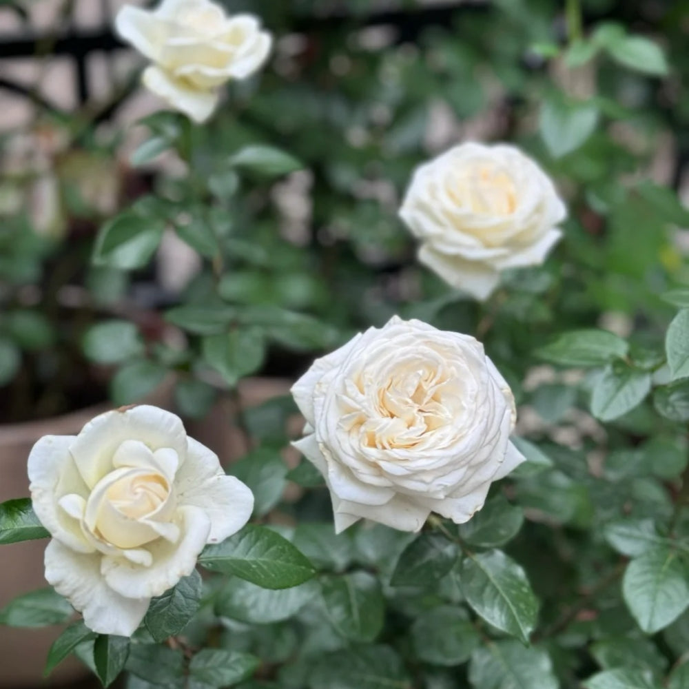Jeanne Moreau Rose