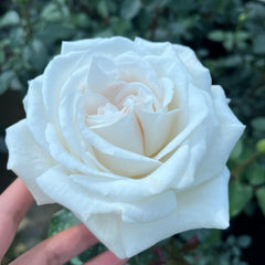 Jeanne Moreau Rose