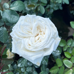 Jeanne Moreau Rose