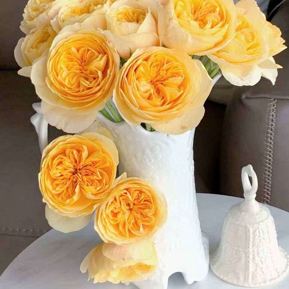Jeanne d'Arc Rose
