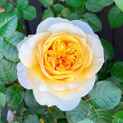 Jeanne d'Arc Rose