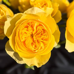Jeanne d'Arc Rose