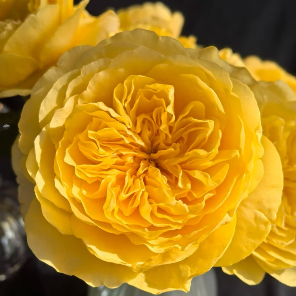 Jeanne d'Arc Rose