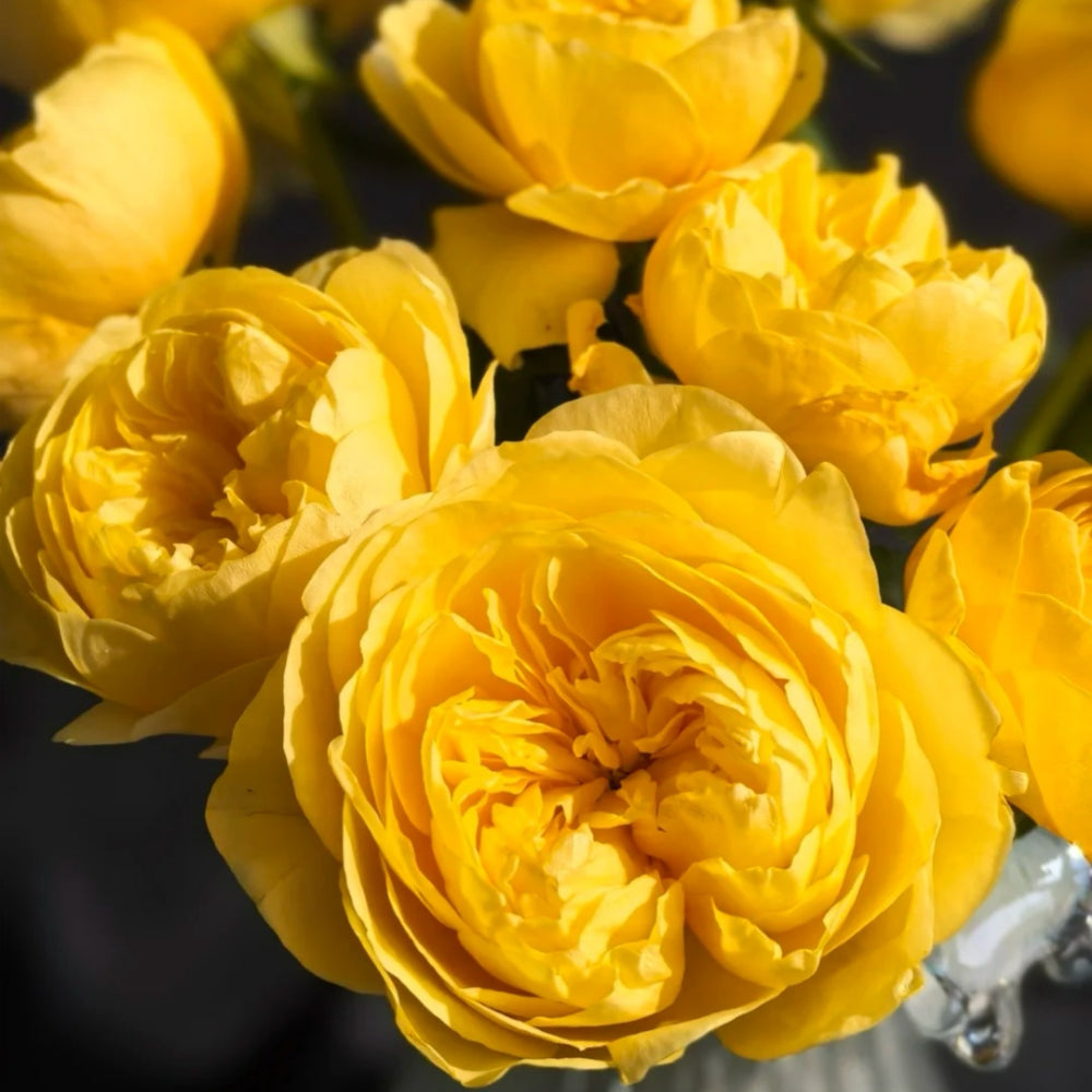 Jeanne d'Arc Rose