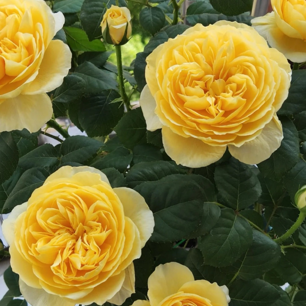 Jeanne d'Arc Rose
