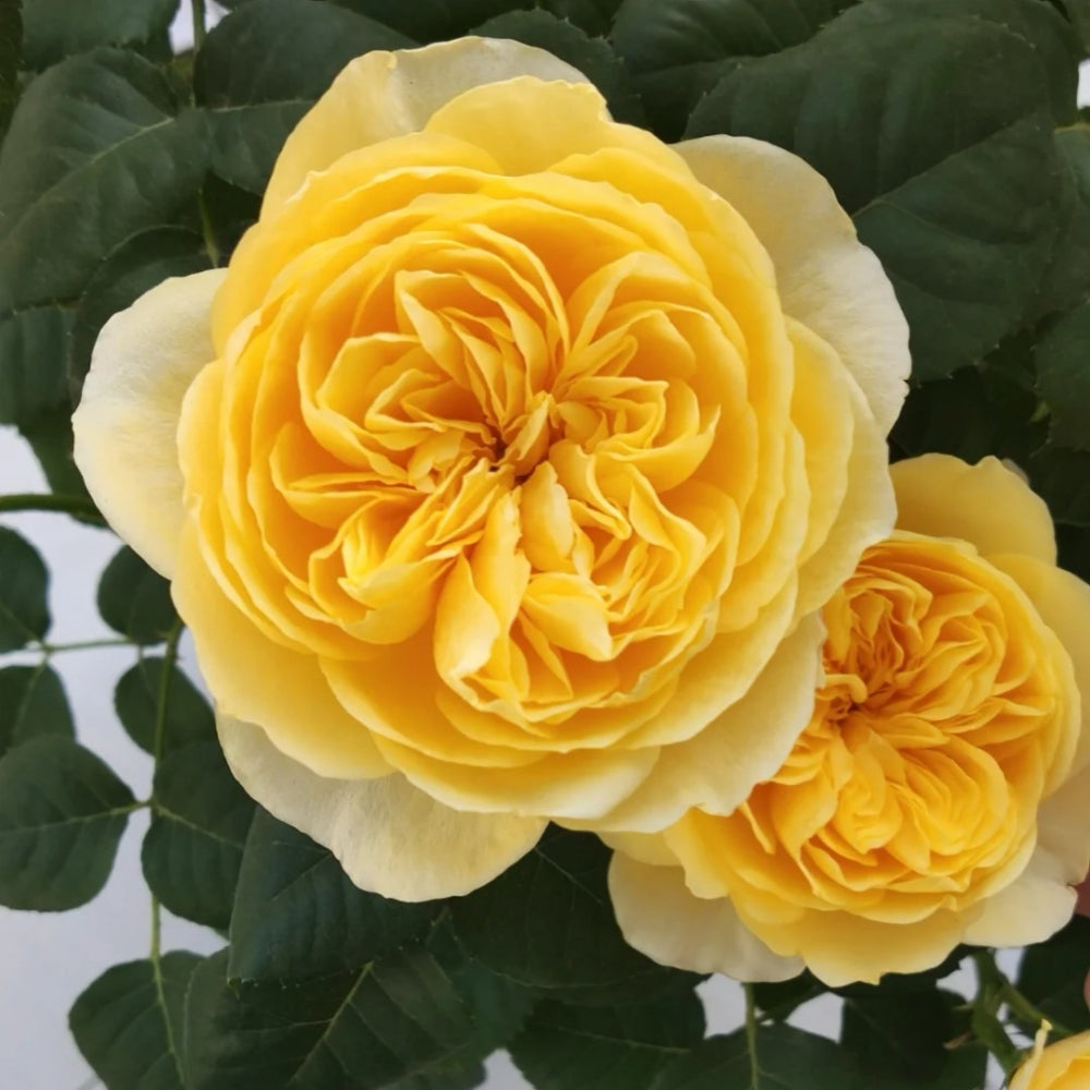 Jeanne d'Arc Rose