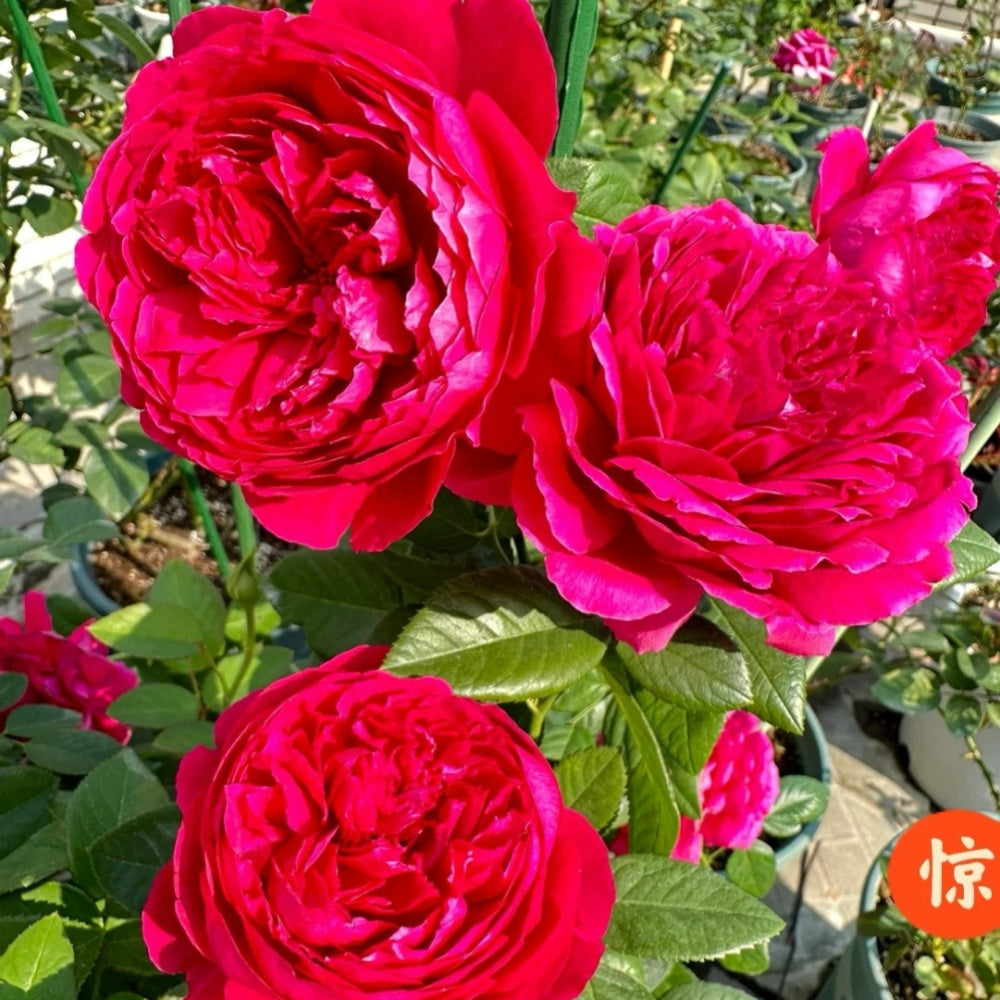 Jinghong Rose-惊鸿｜Chinese Shrub Rose