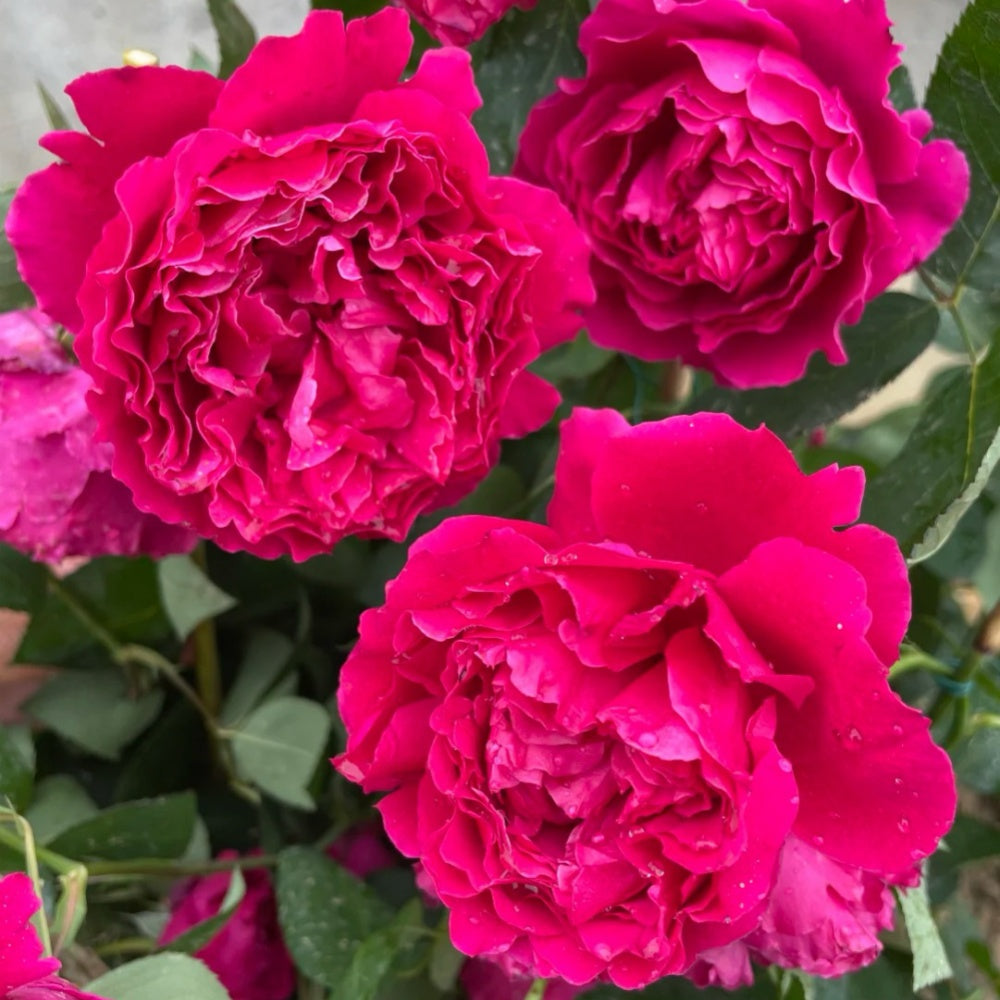Jinghong Rose-惊鸿｜Chinese Shrub Rose