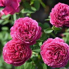 Jinghong Rose-惊鸿｜Chinese Shrub Rose