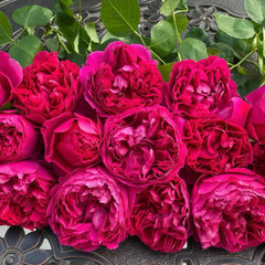 Jinghong Rose