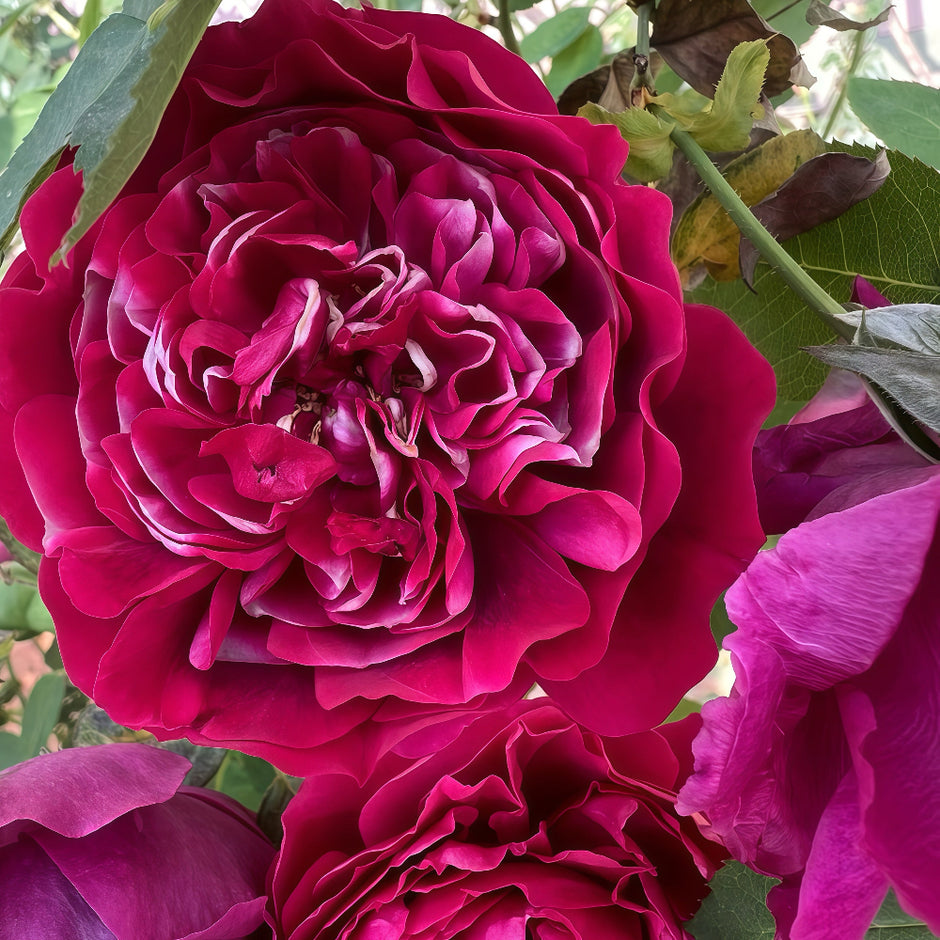 Chinese Roses – Page 2 – Ergongzy Roses