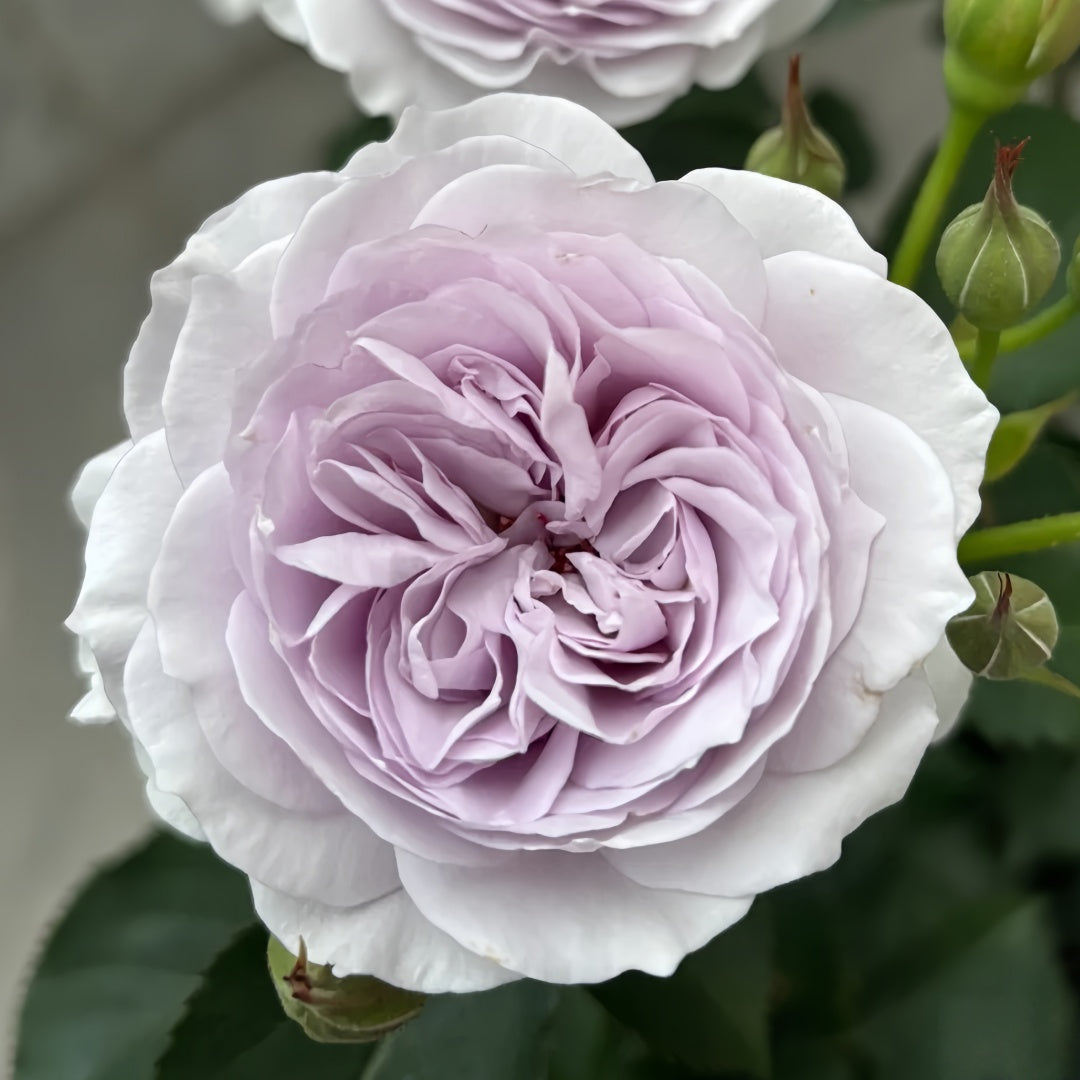 Jise Rose