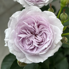 Jise Rose