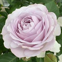 Jise Rose