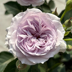 Jise Rose