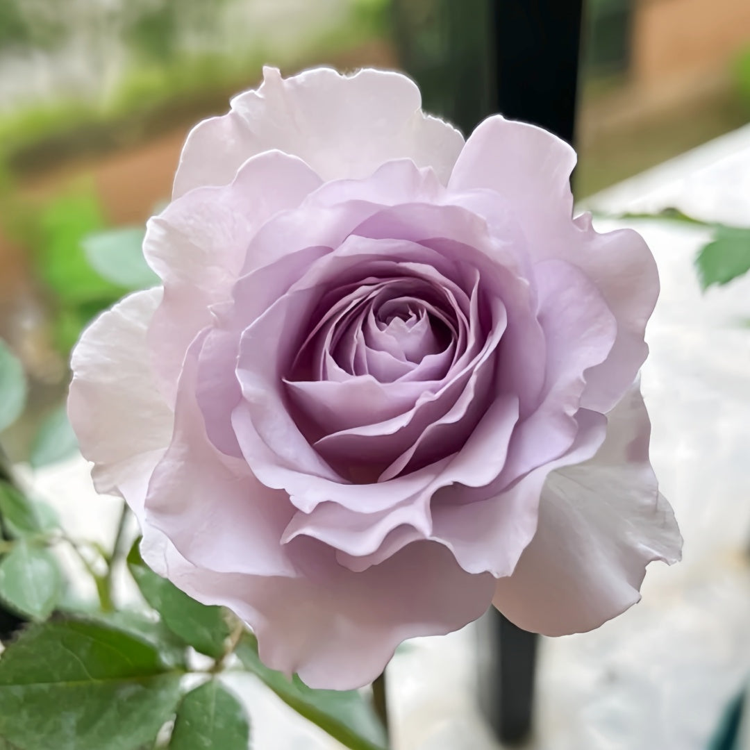 Jise Rose