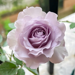 Jise Rose
