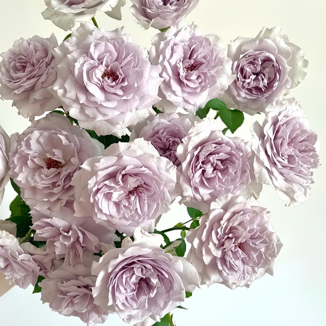 Jise Rose