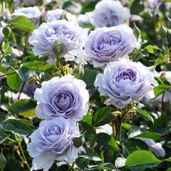 Jise Rose-霁色｜Chinese Shrub Rose – Ergongzy Roses